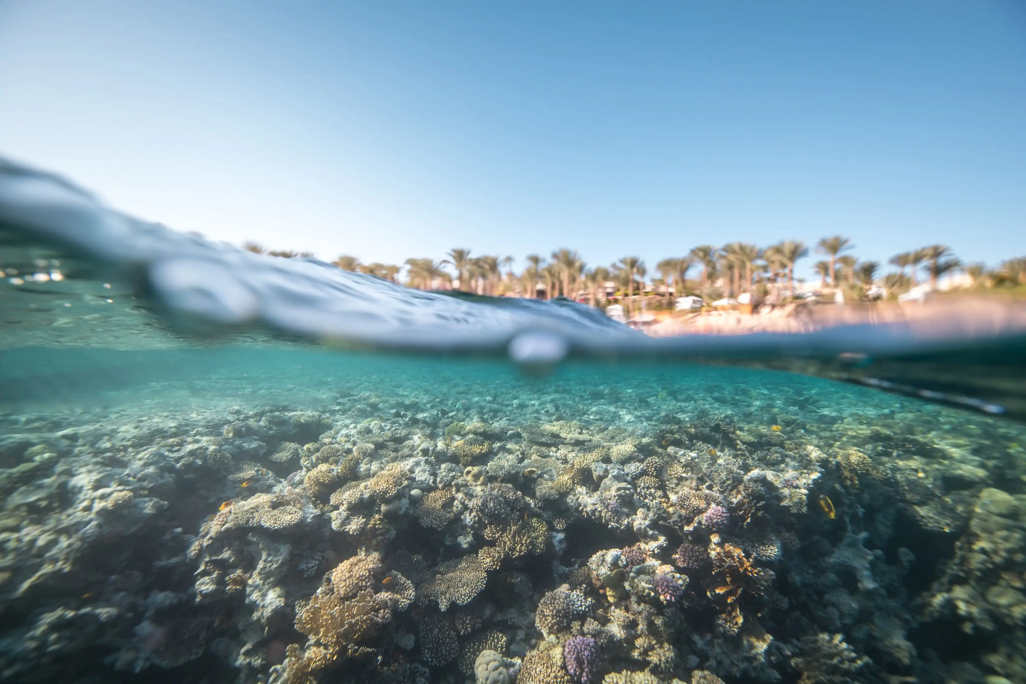 Koralrev i Rødehavet