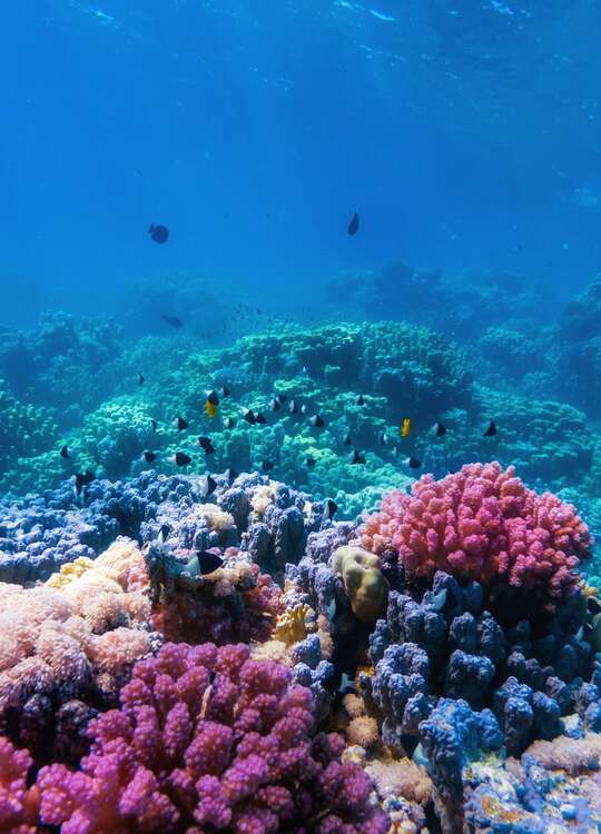 Dykkerrejser med Amisol Travel og Emocean Travel til Sharm EL Sheikh. 