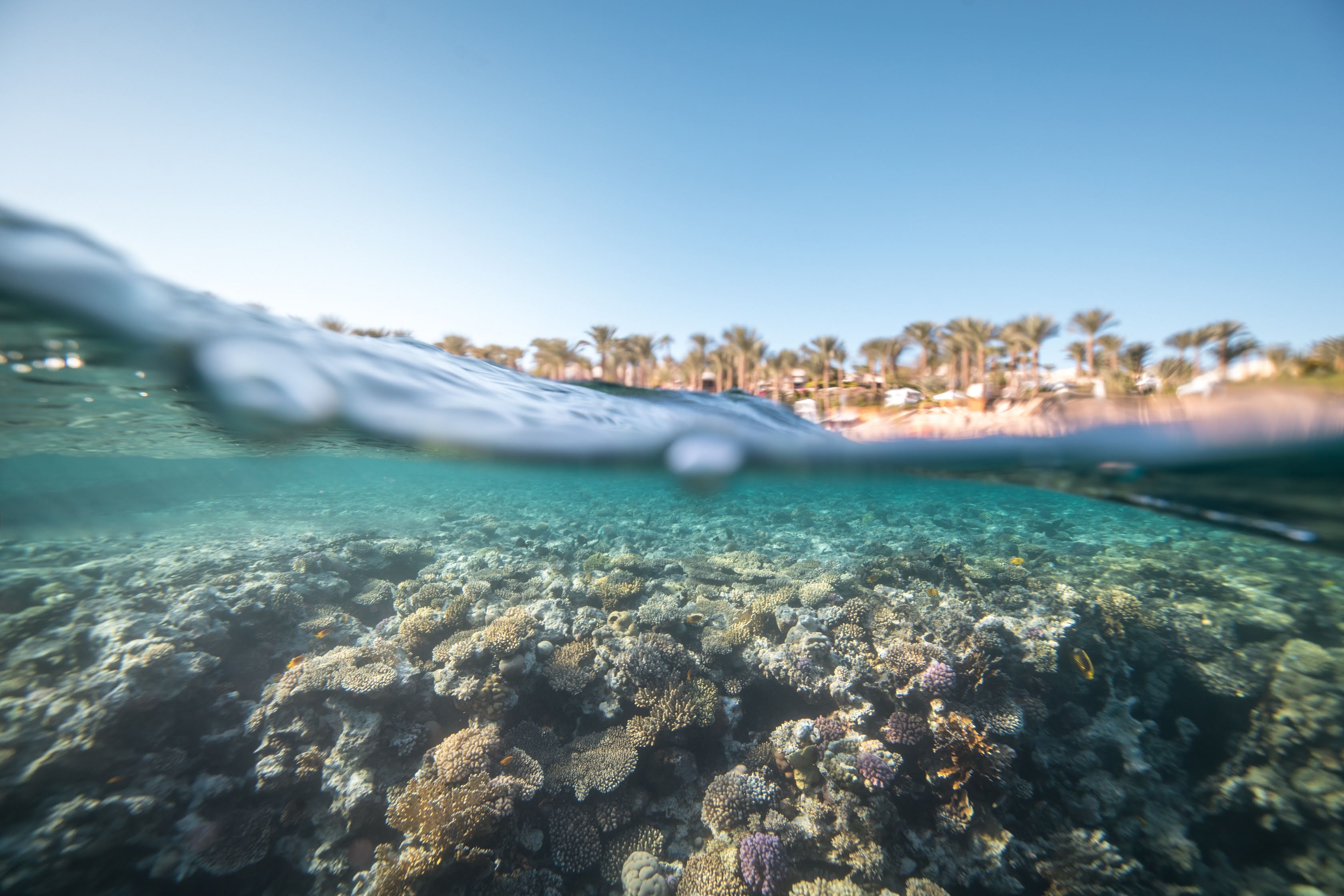 Koralrev i Rødehavet